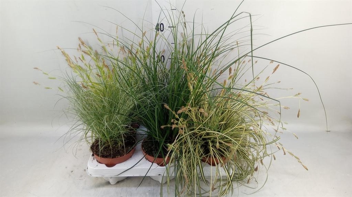 <h4>Carex   ...mix</h4>