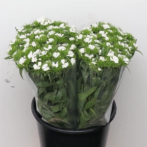 Di Barb Duke White Super