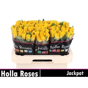 Rosa kl Jackpot+