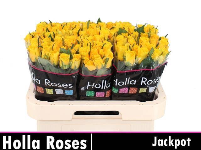<h4>Rosa kl Jackpot+</h4>