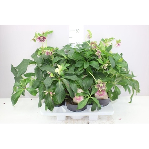 Helleborus Orientalis