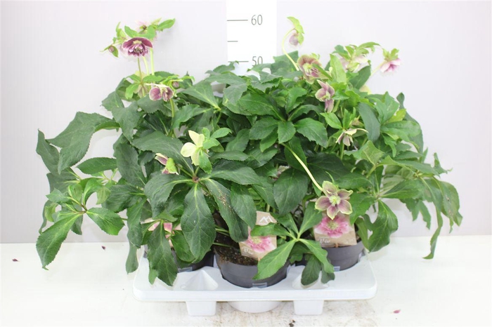 <h4>Helleborus Orientalis</h4>