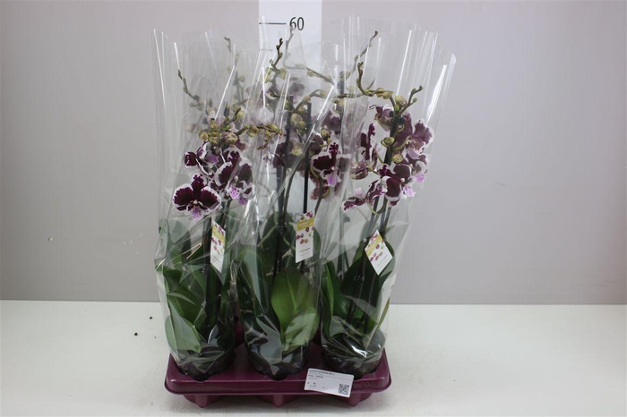 <h4>Phal Limited 62 2 Tak</h4>
