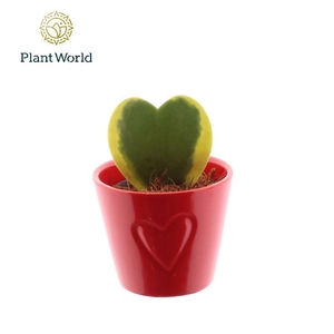 Hoya Kerrii keramiek