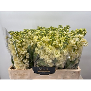MATTH CENTUM CREAM
