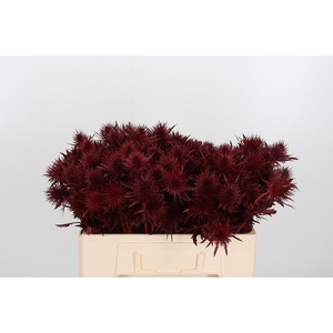 Eryn Supernova Kl Bh Bordeaux