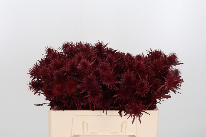 <h4>Eryn Supernova Kl Bh Bordeaux</h4>
