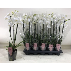 PHAL AN INVERNESS