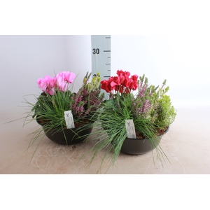 ARR TUINPLANTEN