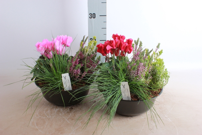 <h4>ARR TUINPLANTEN</h4>
