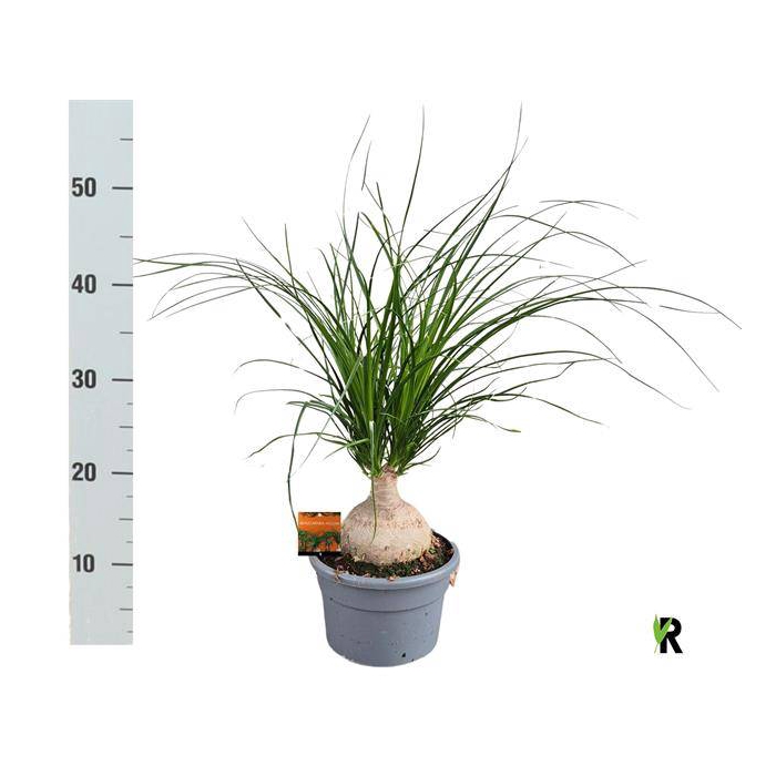 <h4>Nolina 21Ø 50cm</h4>