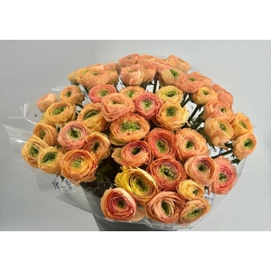 Ranunculus Clooney Tuareg Super