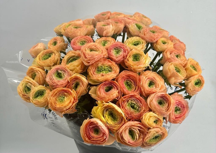 <h4>Ranunculus Clooney Tuareg Super</h4>