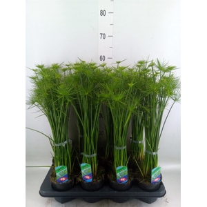 Cyperus haspan