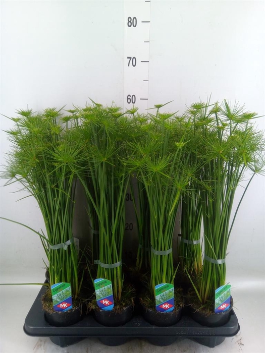 <h4>Cyperus haspan</h4>