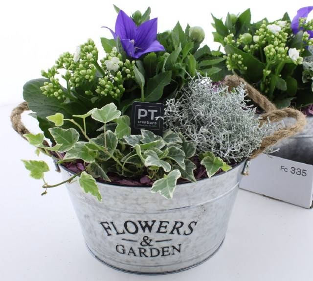 <h4>ARR TUINPLANTEN</h4>