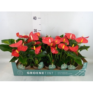 Anthurium andr. 'Valentino'