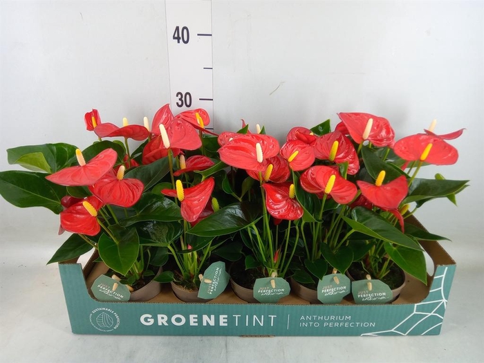 <h4>Anthurium andr. 'Valentino'</h4>