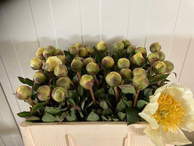 <h4>PAEO CLAIRE DE LUNE</h4>