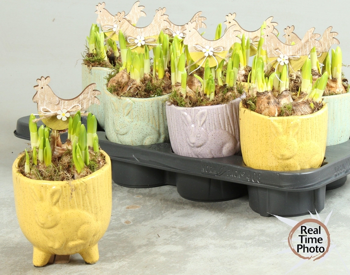 <h4>ARR NARCISSUS</h4>