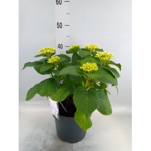 Hydrangea mac. 'Crystal Palace'