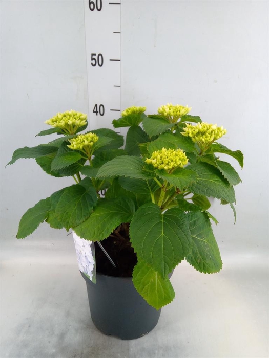 <h4>Hydrangea mac. 'Crystal Palace'</h4>