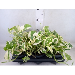 Epipremnum pinn. 'NJoy'