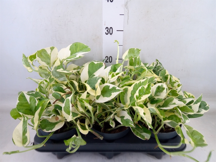 <h4>Epipremnum pinn. 'NJoy'</h4>