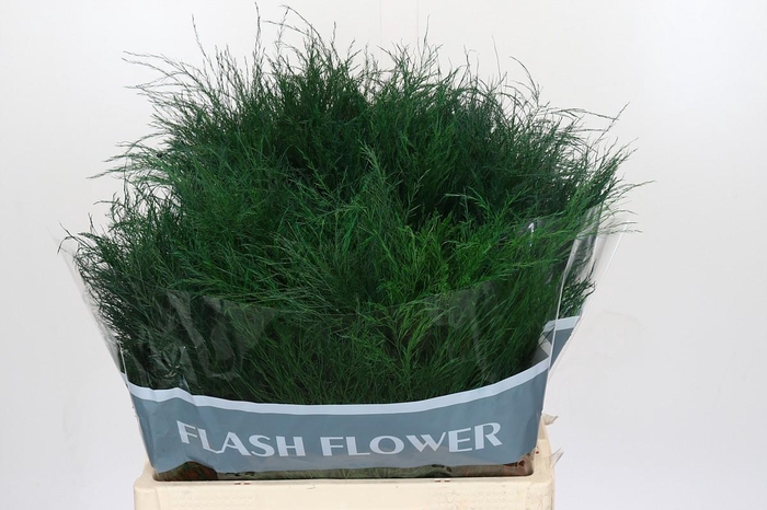 <h4>Asparagus Virgatus</h4>