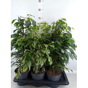 Ficus benja.   ...mix