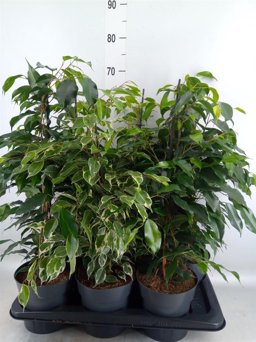<h4>Ficus benja.   ...mix</h4>