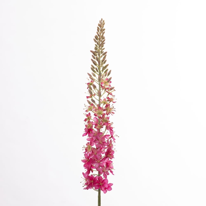 Af Eremurus L107cm Beauty