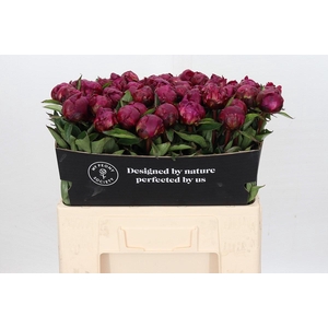 Paeonia Avis Varner