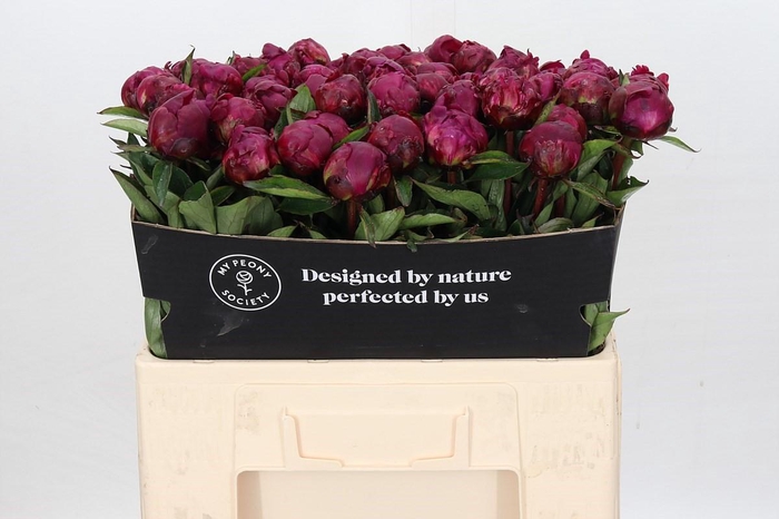 <h4>Paeonia Avis Varner</h4>