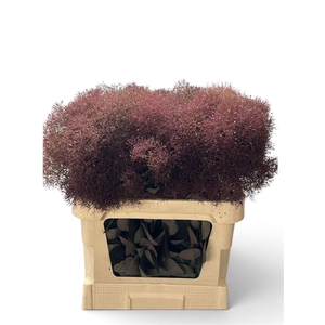Cotinus C Magical Red Torch