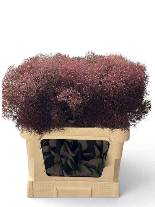 <h4>Cotinus C Magical Red Torch</h4>