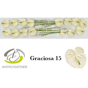 ANTH A GRACIOSA 15