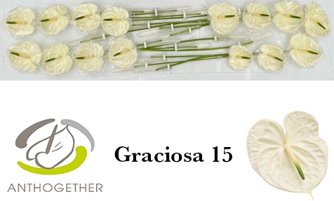 <h4>ANTH A GRACIOSA 15</h4>