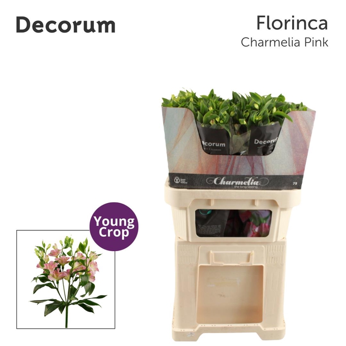 <h4>ALST FL CHARMELIA PINK jong gewas.</h4>