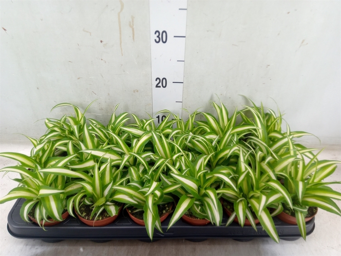 <h4>Chlorophytum com. 'Variegatum'</h4>