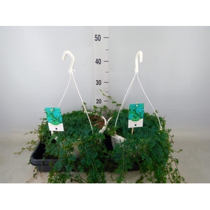 Selaginella uncinata 'Peacock'