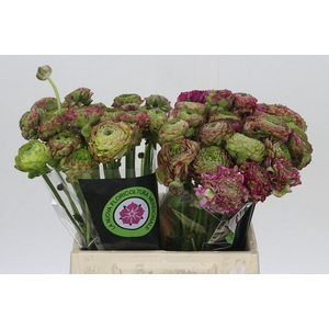 Ranunculus Pon Pon Malva
