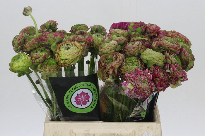 <h4>Ranunculus Pon Pon Malva</h4>