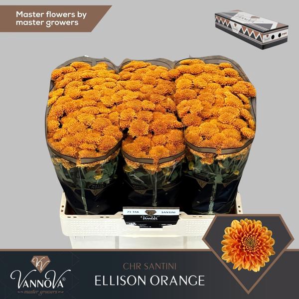 <h4>Chr San Ellison Orange VannoVa</h4>