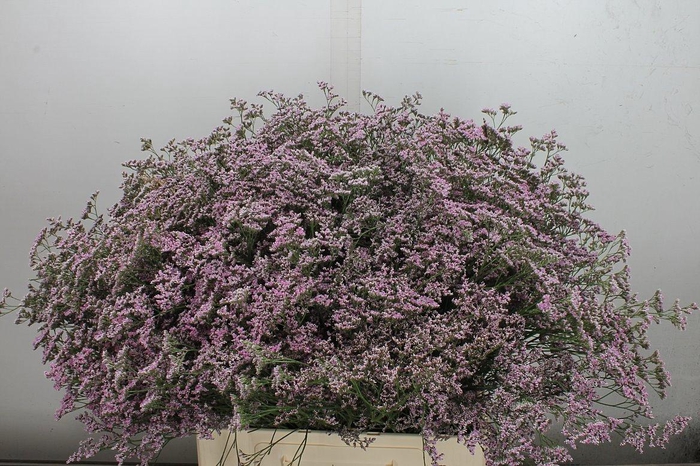 Lim Saf Oshi Pink 70/45