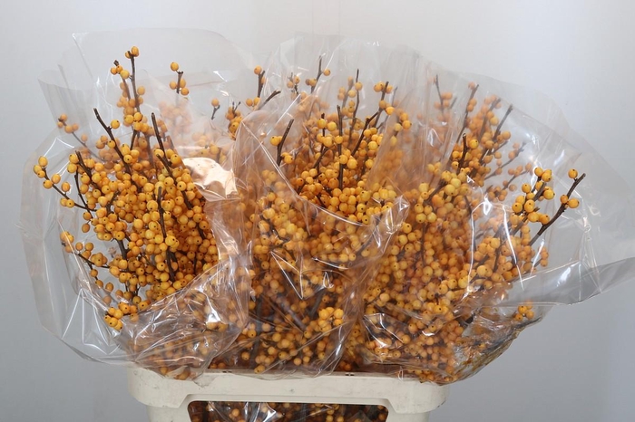 <h4>Ilex Golden Verboom</h4>