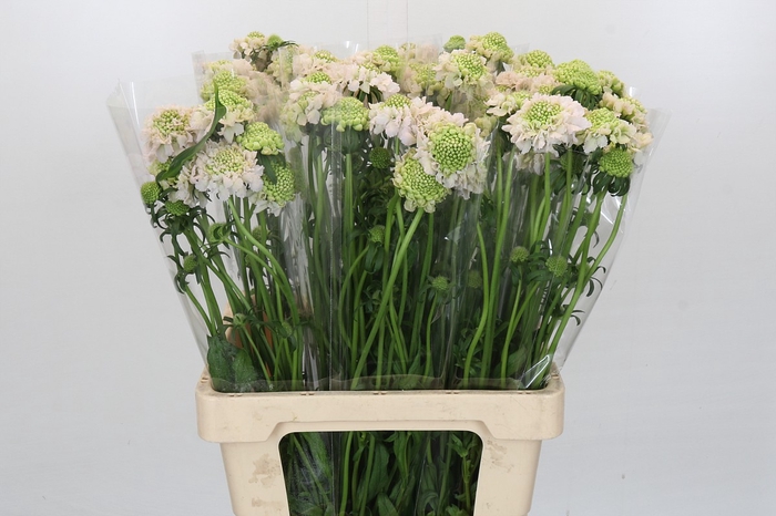 <h4>Scabiosa atropurpurea French Vanilla Bon Bon Scoop</h4>