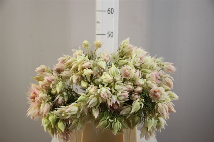 <h4>Blushing Bride Wit 6 Fl</h4>