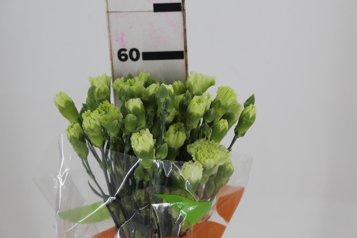 <h4>CRAVO SPRAY SKADI 060 CM</h4>