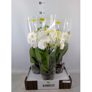 Phalaenopsis   ...white